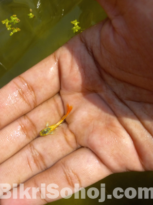 Yellow Santa Cluas Guppy